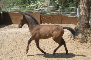 Click here to see Pluto Dolcezza
